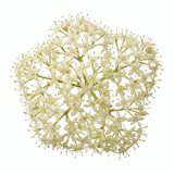 1 Cornus Alba Sibirica Red Stemmed Dogwood Plant, Winter Hardy Garden Shrub, 3 Litre Root Ball - Frankton's