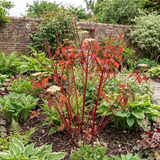 1 Cornus Alba Sibirica Red Stemmed Dogwood Plant, Winter Hardy Garden Shrub, 3 Litre Root Ball - Frankton's