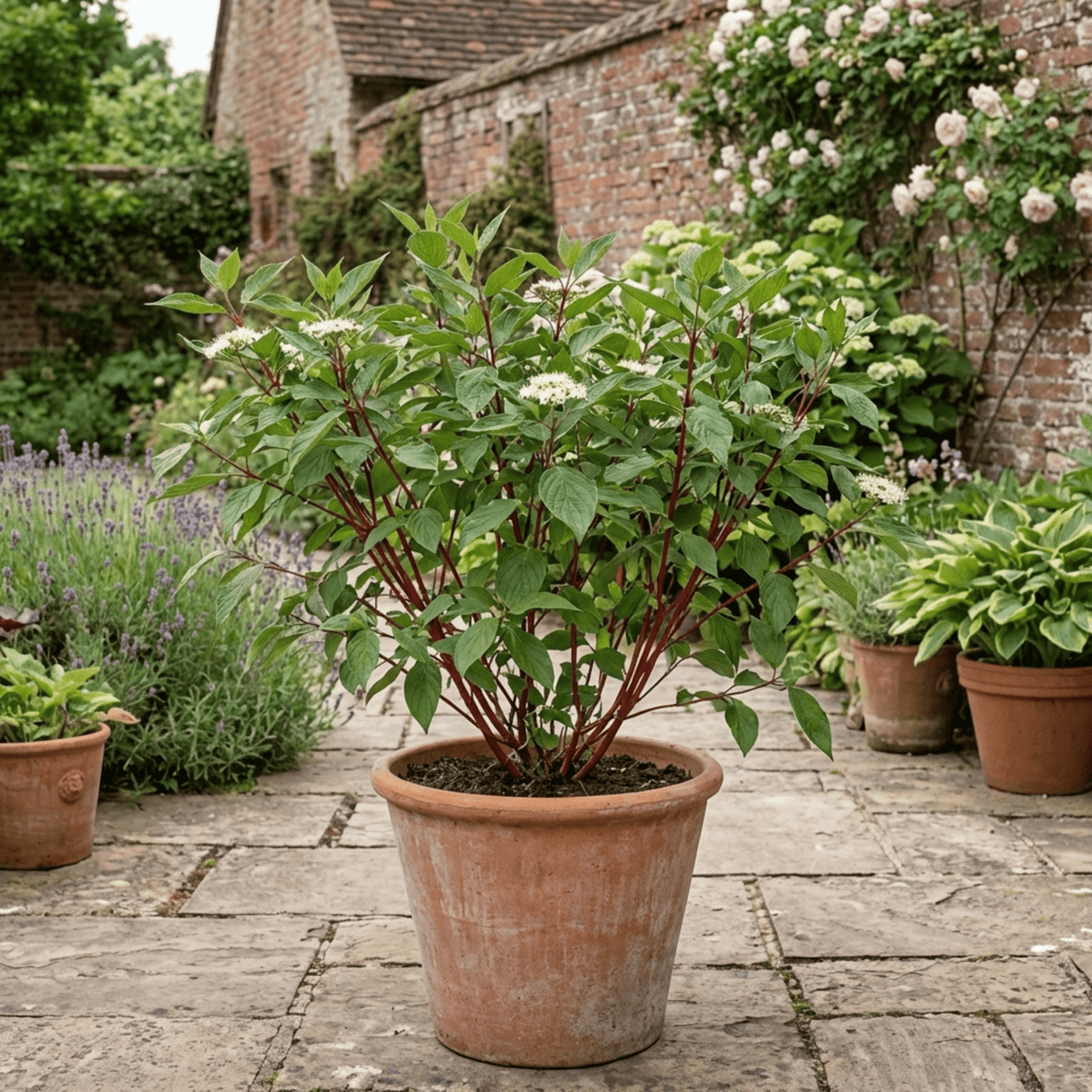 1 Cornus Alba Sibirica Red Stemmed Dogwood Plant, Winter Hardy Garden Shrub, 3 Litre Root Ball - Frankton's
