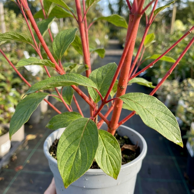 1 Cornus Alba Sibirica Red Stemmed Dogwood Plant, Winter Hardy Garden Shrub, 3 Litre Root Ball - Frankton's