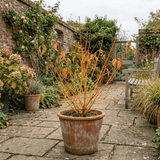 1 Cornus Anny's Winter Orange Plant, Hardy Dogwood Shrub for Winter Interest, 3 Litre Root Ball - Frankton's