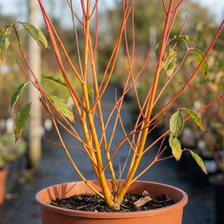 1 Cornus Anny's Winter Orange Plant, Hardy Dogwood Shrub for Winter Interest, 3 Litre Root Ball - Frankton's