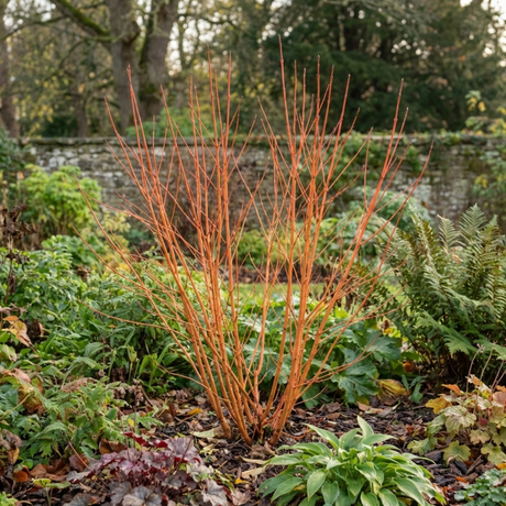 1 Cornus Anny's Winter Orange Plant, Hardy Dogwood Shrub for Winter Interest, 3 Litre Root Ball - Frankton's