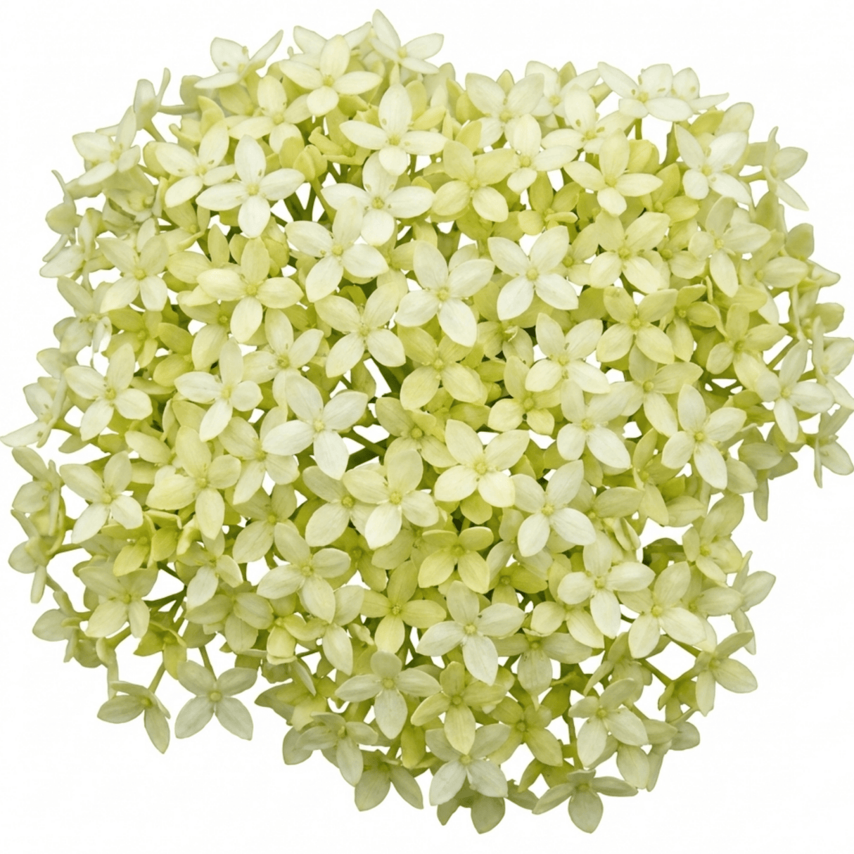 1 Cornus Flaviramea Yellow Twig Dogwood Plant, Hardy Winter Stem Shrub, 3 Litre Root Ball - Frankton's