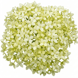1 Cornus Flaviramea Yellow Twig Dogwood Plant, Hardy Winter Stem Shrub, 3 Litre Root Ball - Frankton's