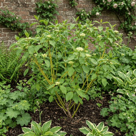 1 Cornus Flaviramea Yellow Twig Dogwood Plant, Hardy Winter Stem Shrub, 3 Litre Root Ball - Frankton's