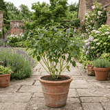 1 Cornus Flaviramea Yellow Twig Dogwood Plant, Hardy Winter Stem Shrub, 3 Litre Root Ball - Frankton's