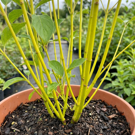 1 Cornus Flaviramea Yellow Twig Dogwood Plant, Hardy Winter Stem Shrub, 3 Litre Root Ball - Frankton's