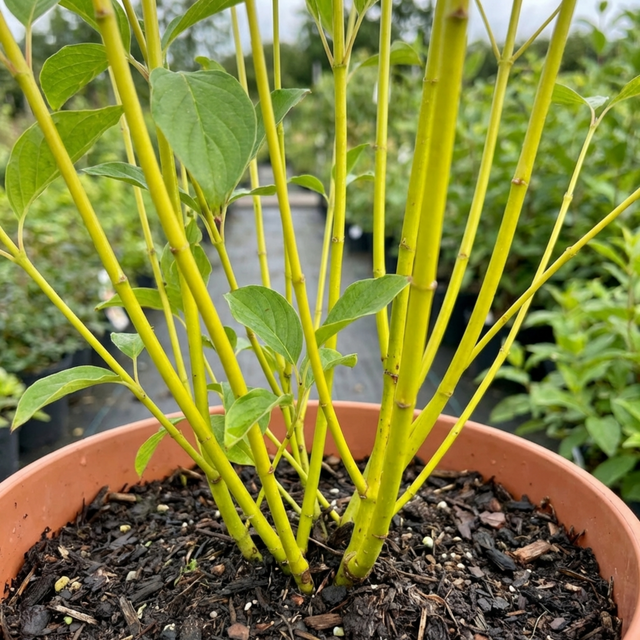 1 Cornus Flaviramea Yellow Twig Dogwood Plant, Hardy Winter Stem Shrub, 3 Litre Root Ball - Frankton's