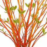 1 Cornus Midwinter Fire Shrub, Red Stem Dogwood Plant for Winter Interest, 3 Litre Root Ball - Frankton's