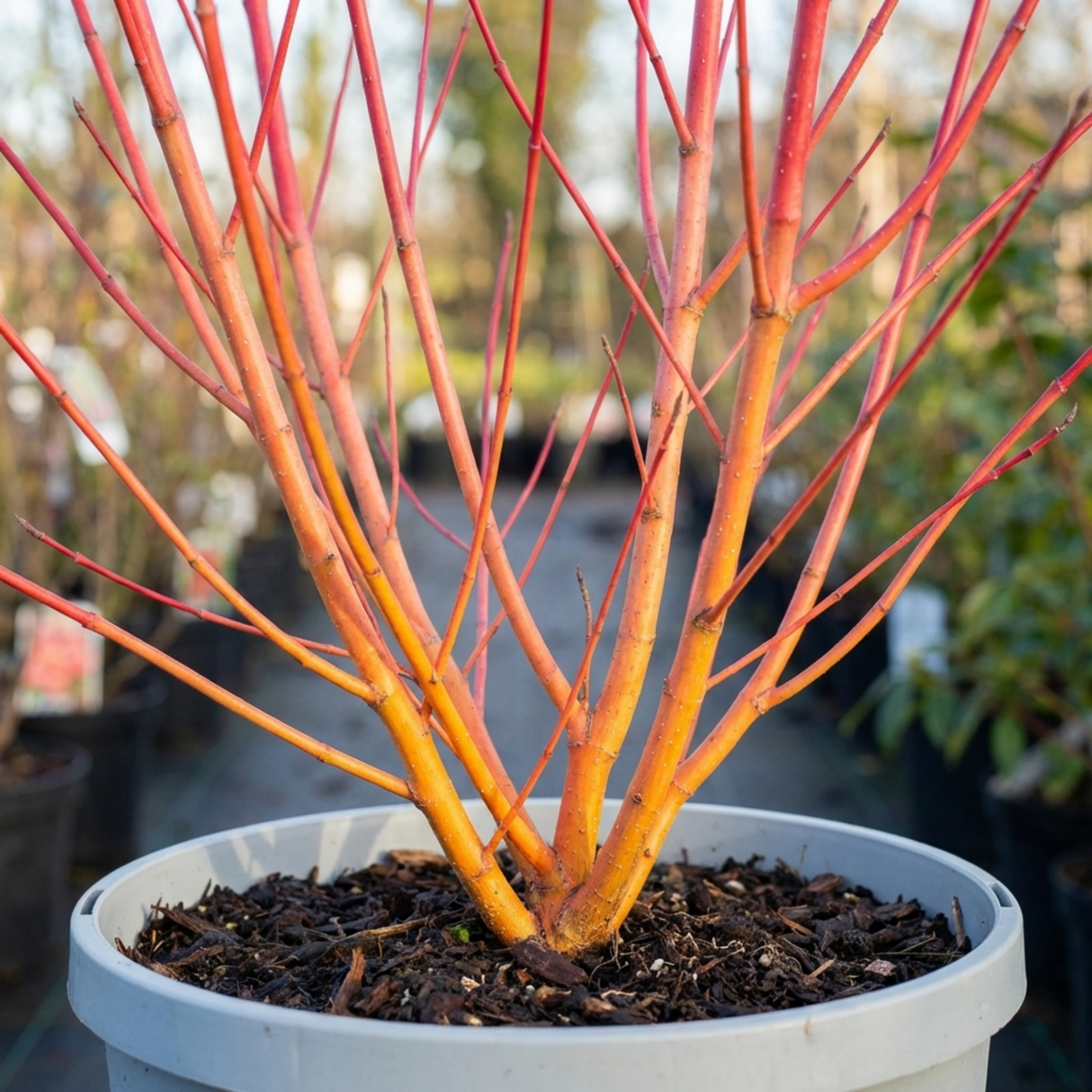 1 Cornus Midwinter Fire Shrub, Red Stem Dogwood Plant for Winter Interest, 3 Litre Root Ball - Frankton's