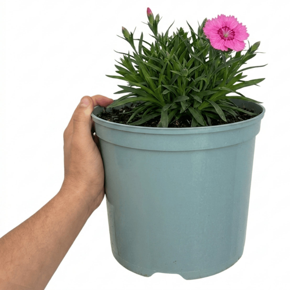1 Cottage Pink Dianthus Pink Celebration, Fragrant Hardy Perennial Outdoor Garden Plant, 5L Root-Ball - Frankton's