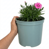 1 Cottage Pink Dianthus Pink Celebration, Fragrant Hardy Perennial Outdoor Garden Plant, 5L Root-Ball - Frankton's