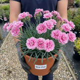 1 Cottage Pink Dianthus Pink Celebration, Fragrant Hardy Perennial Outdoor Garden Plant, 5L Root-Ball - Frankton's