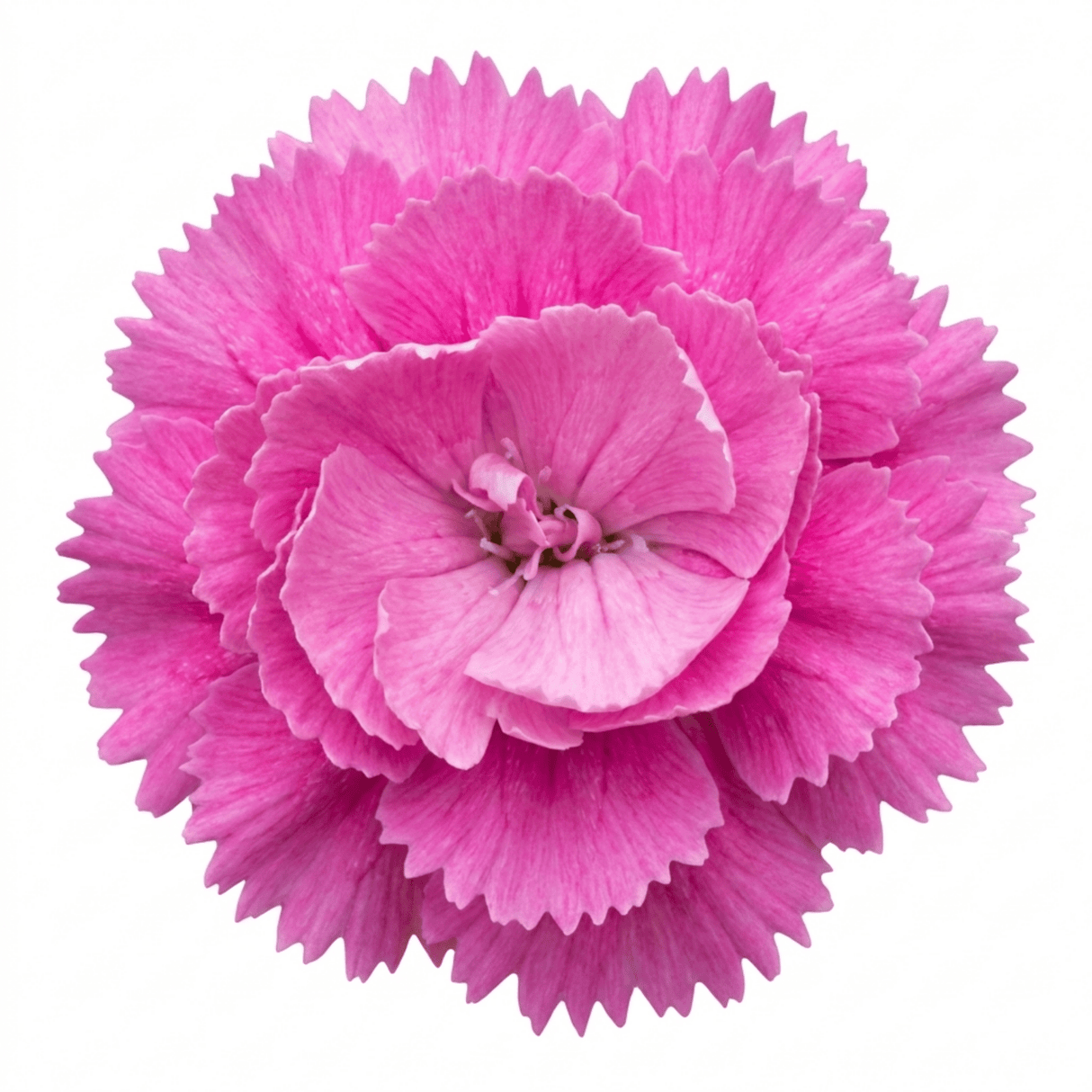 1 Cottage Pink Dianthus Pink Celebration, Fragrant Hardy Perennial Outdoor Garden Plant, 5L Root-Ball - Frankton's