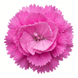 1 Cottage Pink Dianthus Pink Celebration, Fragrant Hardy Perennial Outdoor Garden Plant, 5L Root-Ball - Frankton's