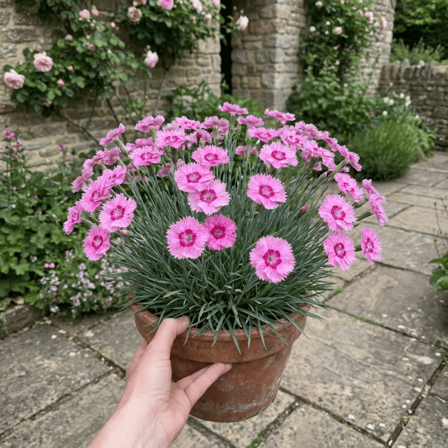 1 Cottage Pink Dianthus Pink Celebration, Fragrant Hardy Perennial Outdoor Garden Plant, 5L Root-Ball - Frankton's
