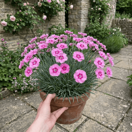 1 Cottage Pink Dianthus Pink Celebration, Fragrant Hardy Perennial Outdoor Garden Plant, 5L Root-Ball - Frankton's