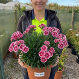 1 Cottage Pink Dianthus Raspberry Sundae, Fragrant Hardy Perennial Plant, 5 Litre Root Ball - Frankton's