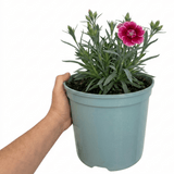 1 Cottage Pink Dianthus Raspberry Sundae, Fragrant Hardy Perennial Plant, 5 Litre Root Ball - Frankton's