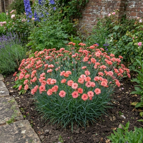 1 Cottage Pink Dianthus Sugar Coral, Hardy Fragrant Perennial, Garden Ready, 5 Litre Root-Ball - Frankton's