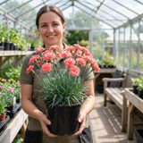 1 Cottage Pink Dianthus Sugar Coral, Hardy Fragrant Perennial, Garden Ready, 5 Litre Root-Ball - Frankton's