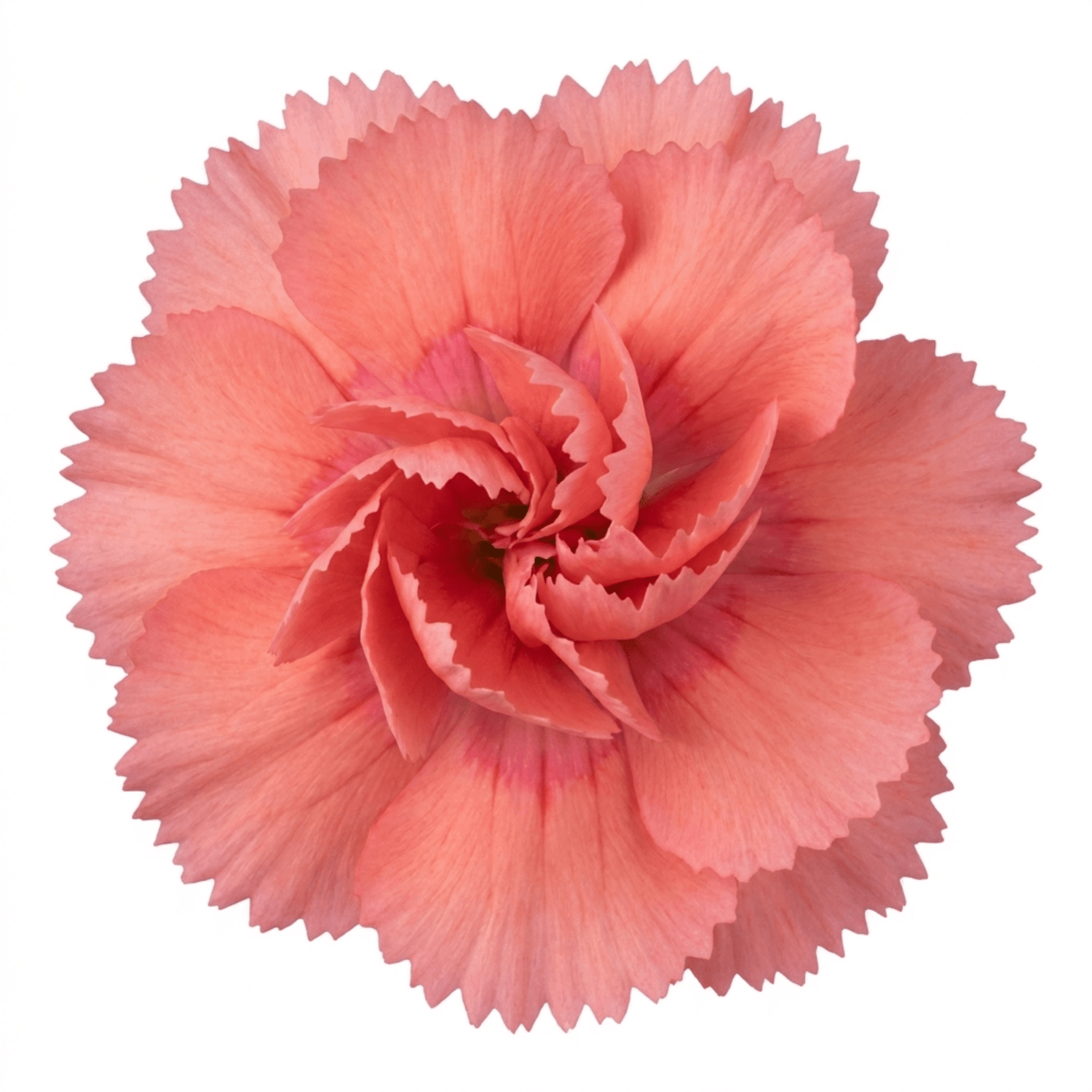 1 Cottage Pink Dianthus Sugar Coral, Hardy Fragrant Perennial, Garden Ready, 5 Litre Root-Ball - Frankton's