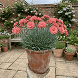 1 Cottage Pink Dianthus Sugar Coral, Hardy Fragrant Perennial, Garden Ready, 5 Litre Root-Ball - Frankton's