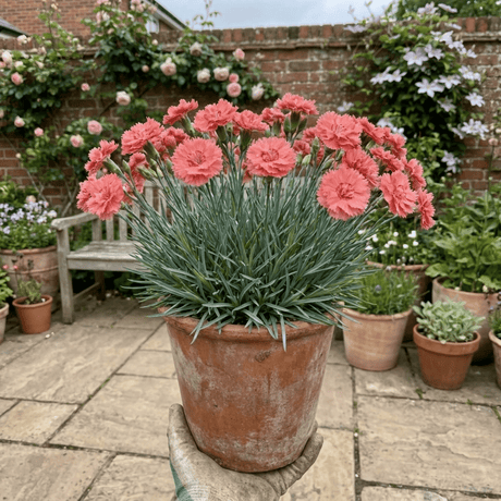 1 Cottage Pink Dianthus Sugar Coral, Hardy Fragrant Perennial, Garden Ready, 5 Litre Root-Ball - Frankton's