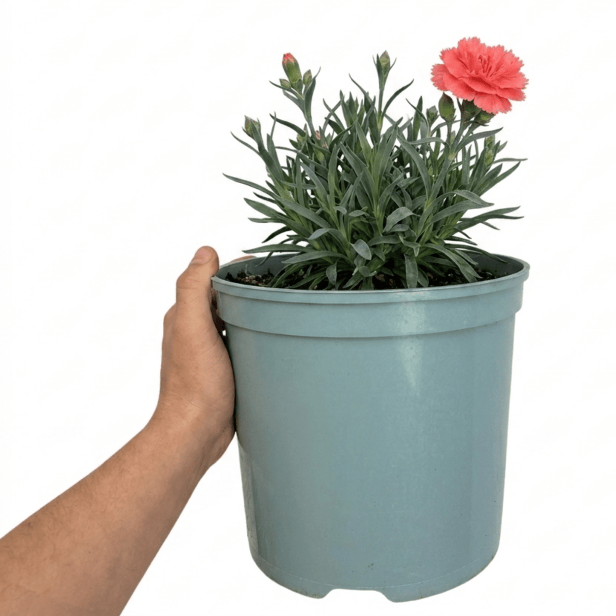 1 Cottage Pink Dianthus Sugar Coral, Hardy Fragrant Perennial, Garden Ready, 5 Litre Root-Ball - Frankton's