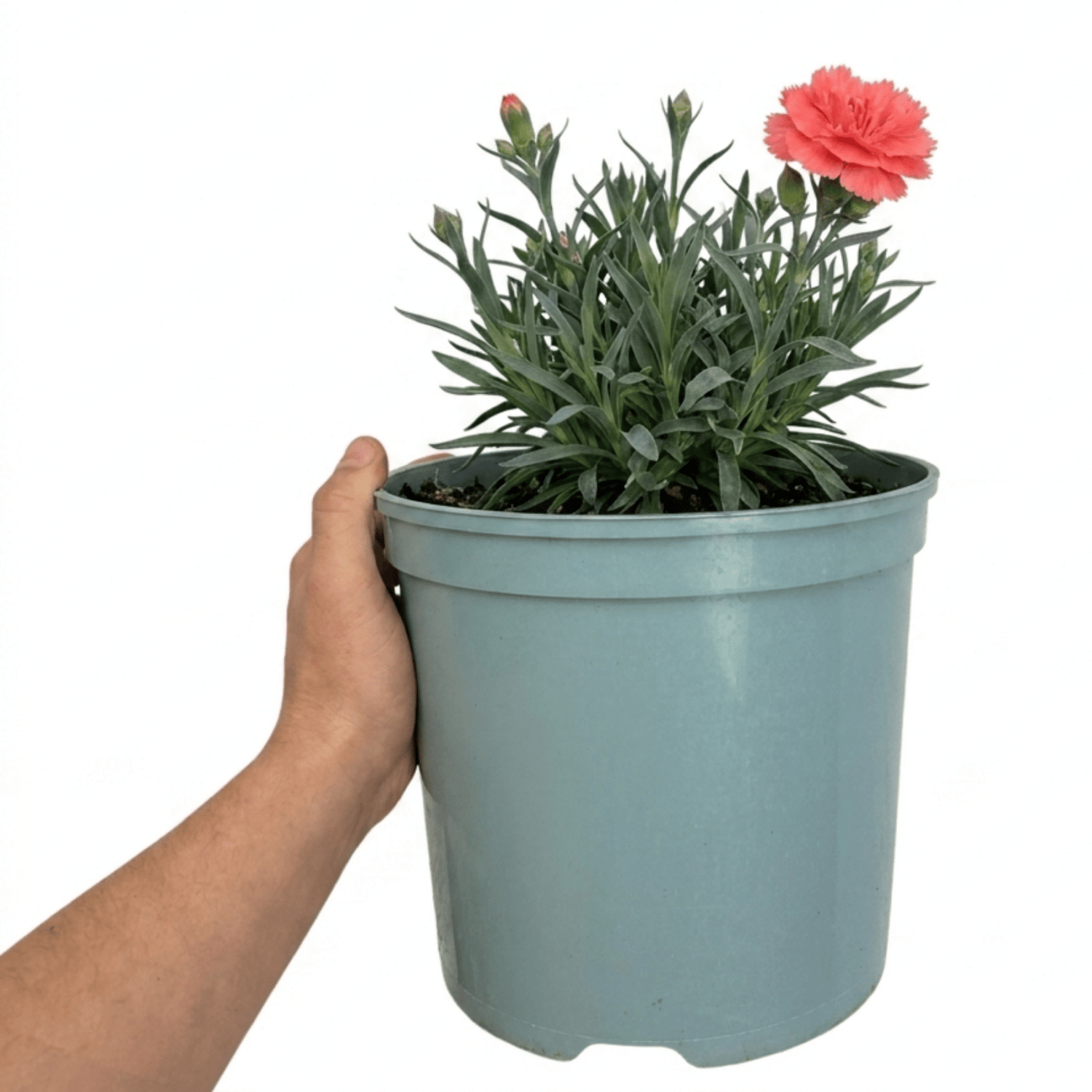 1 Cottage Pink Dianthus Sugar Coral, Hardy Fragrant Perennial, Garden Ready, 5 Litre Root-Ball - Frankton's