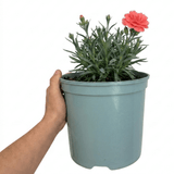 1 Cottage Pink Dianthus Sugar Coral, Hardy Fragrant Perennial, Garden Ready, 5 Litre Root-Ball - Frankton's