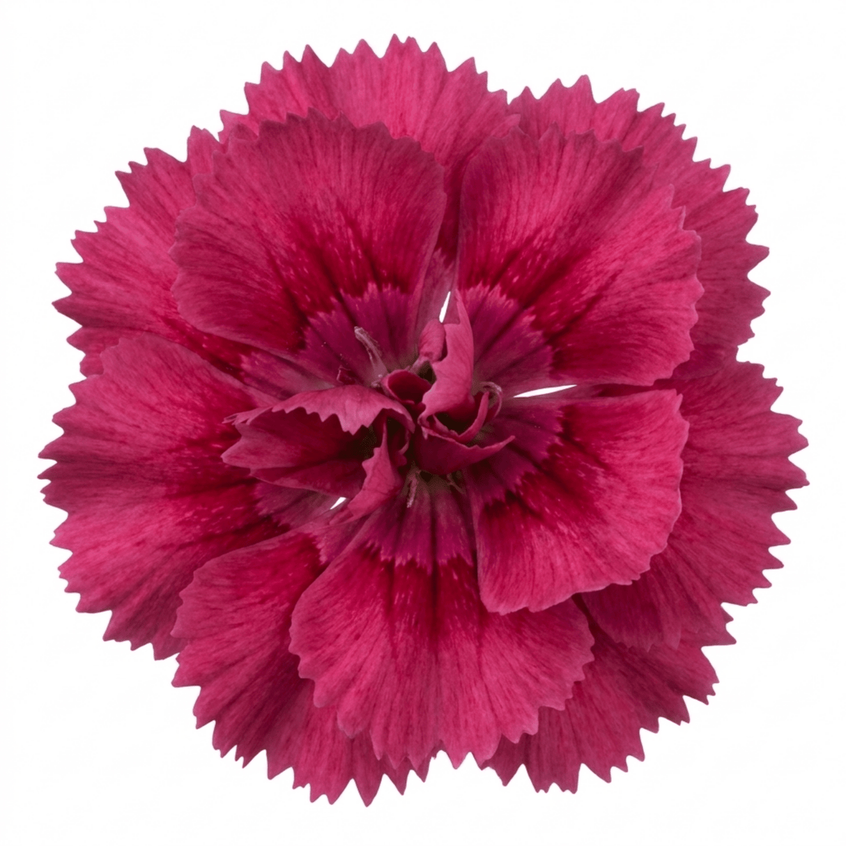 1 Cottage Pink Dianthus Sugar Plum Plant, Fragrant Hardy Perennial, Summer Flowering, 5L Root Ball - Frankton's