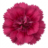 1 Cottage Pink Dianthus Sugar Plum Plant, Fragrant Hardy Perennial, Summer Flowering, 5L Root Ball - Frankton's