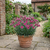 1 Cottage Pink Dianthus Sugar Plum Plant, Fragrant Hardy Perennial, Summer Flowering, 5L Root Ball - Frankton's