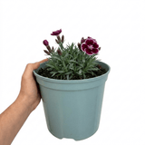 1 Cottage Pink Dianthus Sugar Plum Plant, Fragrant Hardy Perennial, Summer Flowering, 5L Root Ball - Frankton's