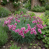 1 Cottage Pink Dianthus Sugar Plum Plant, Fragrant Hardy Perennial, Summer Flowering, 5L Root Ball - Frankton's