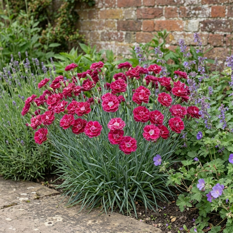 1 Cottage Pink Dianthus Sugar Raspberry, Hardy Summer Flowering Perennial, Garden Ready, 5L Root Ball - Frankton's