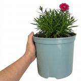 1 Cottage Pink Dianthus Sugar Raspberry, Hardy Summer Flowering Perennial, Garden Ready, 5L Root Ball - Frankton's