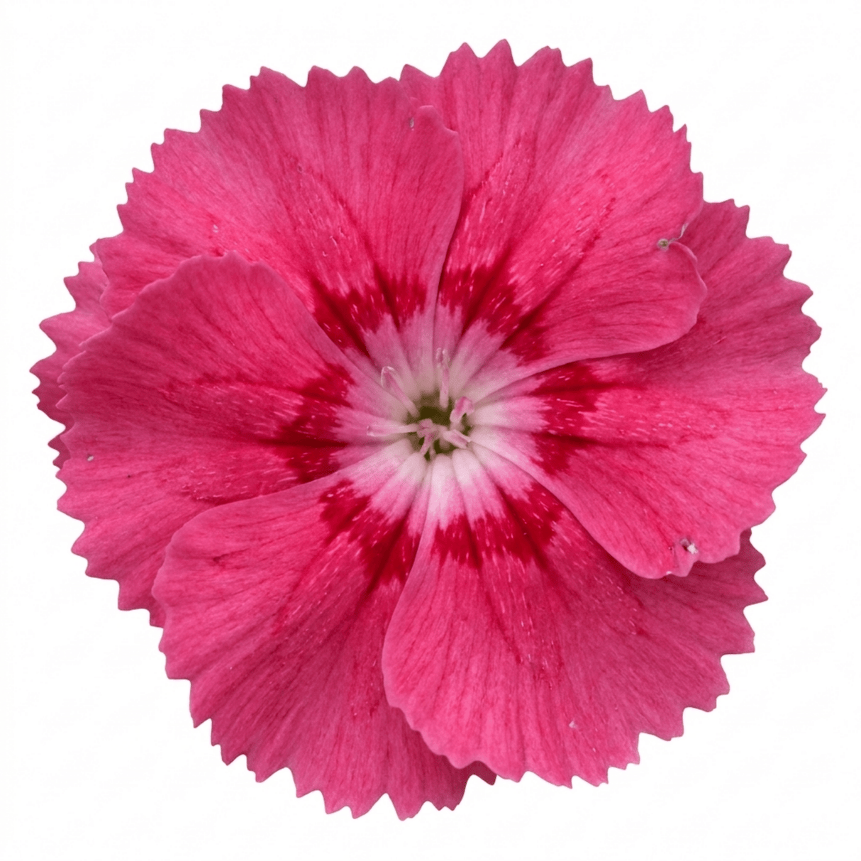 1 Cottage Pink Dianthus Sugar Raspberry, Hardy Summer Flowering Perennial, Garden Ready, 5L Root Ball - Frankton's