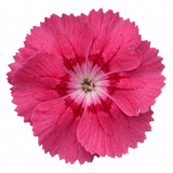 1 Cottage Pink Dianthus Sugar Raspberry, Hardy Summer Flowering Perennial, Garden Ready, 5L Root Ball - Frankton's