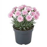 1 Cottage Pinks Dianthus Candy Floss Plant, Summer Flowering Perennial, 17cm Root Ball - Frankton's