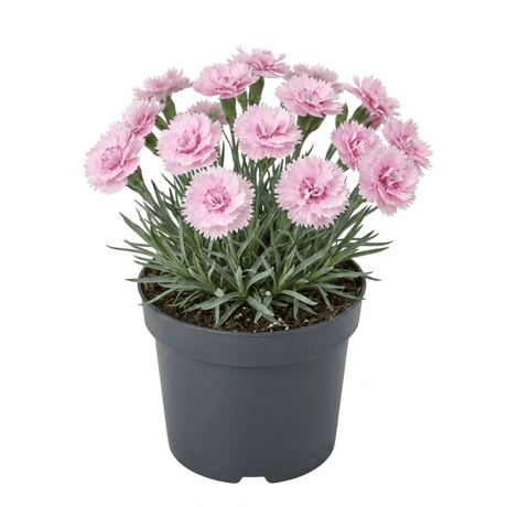 1 Cottage Pinks Dianthus Candy Floss Plant, Summer Flowering Perennial, 17cm Root Ball - Frankton's
