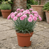 1 Cottage Pinks Dianthus Candy Floss Plant, Summer Flowering Perennial, 17cm Root Ball - Frankton's