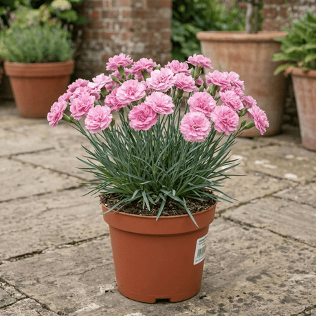 1 Cottage Pinks Dianthus Candy Floss Plant, Summer Flowering Perennial, 17cm Root Ball - Frankton's