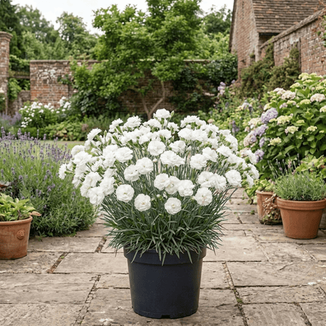 1 Cottage Pinks Dianthus Memories Plant, Hardy Perennial Summer Flowering, 2 Litre Root Ball - Frankton's