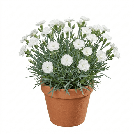 1 Cottage Pinks Dianthus Memories Plant, Hardy Perennial Summer Flowering, 2 Litre Root Ball - Frankton's