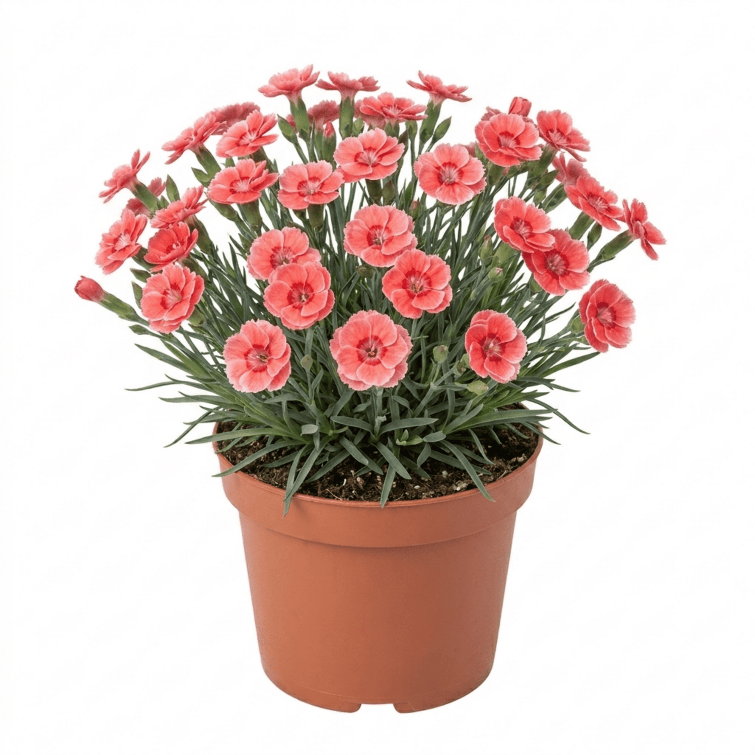 1 Cottage Pinks Dianthus Sugar Coral, Fragrant Hardy Summer Flowering Perennial Garden Plant, 17cm Root-Ball - Frankton's