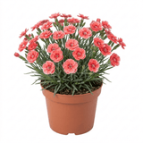1 Cottage Pinks Dianthus Sugar Coral, Fragrant Hardy Summer Flowering Perennial Garden Plant, 17cm Root-Ball - Frankton's