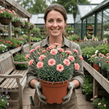 1 Cottage Pinks Dianthus Sugar Coral, Fragrant Hardy Summer Flowering Perennial Garden Plant, 17cm Root-Ball - Frankton's